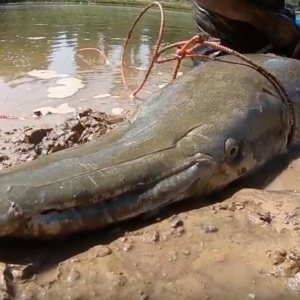 Huge Gar caught in a Kayak!
