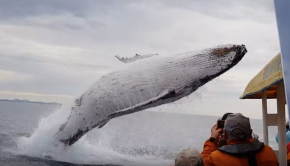 Whale jumps out of nowhere during sight seeing tour.