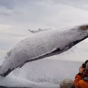 Whale jumps out of nowhere during sight seeing tour.