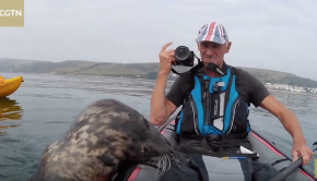 Playful seal tries to climb aboard kayak