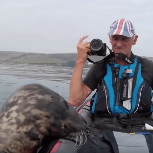 Playful seal tries to climb aboard kayak