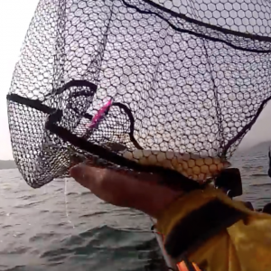 It's SQUID Fishing Time