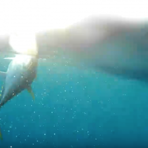 Nice try Mother#^@%ers | Kayak fishing Hawaii