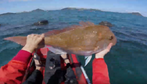 Kayak Fishing In The Coromandel Mussel Farms For Snapper & Other Tablefish | Spring 2018