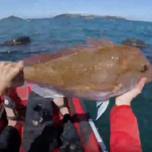 Kayak Fishing In The Coromandel Mussel Farms For Snapper & Other Tablefish | Spring 2018