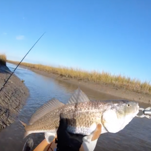 Upper Slot Donkeys in a Drained Marsh, Kayak fishing Texas