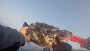 Crazy baits = Big Fish (first time ocean kayak fishing)