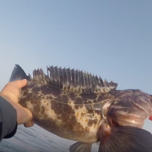 Crazy baits = Big Fish (first time ocean kayak fishing)