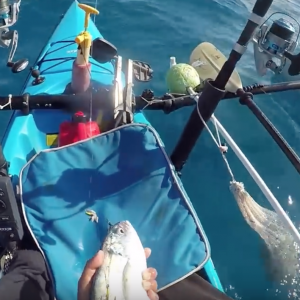 On The Reef - Hunt For Tails and Pelagics