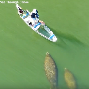 A couple of manatees following me while clear kayaking