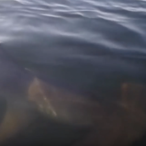 A Huge Hammerhead Shark Encountered while Kayak Fishing!!!