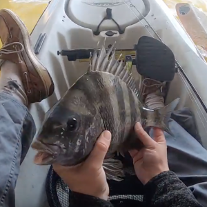 Nothing Like a Sheepshead Hookset - Kayak and Surf Fishing
