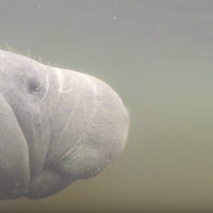 Kayaking with Manatees