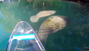 Clear Kayaking in the Crystal Clear Water With Manatees