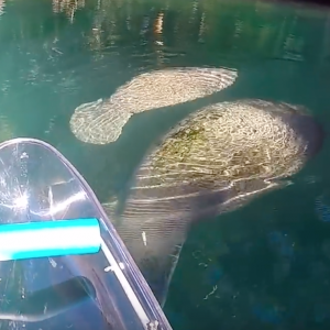 Clear Kayaking in the Crystal Clear Water With Manatees