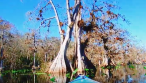 Kayaking within the Cyprus trees on Lake Norris, Paisley,FL