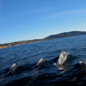 Kayaking with Pacific White-Sided Dolphins