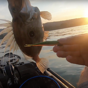 Kayak fishing - Golden Bay, New Zealand - Big John Dory, Blue Cod and Snapper