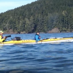 Sea kayaking with Orca, Humpbacks and Grizzly bear Vancouver Island, Canada