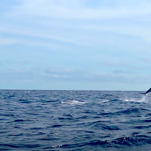 Adam Fisk of Los Buzos Resort to land an estimated 500+ pound marlin while kayak fishing in front of his home on Panama’s Pacific coast.